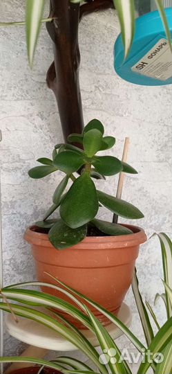 Хлорофитум