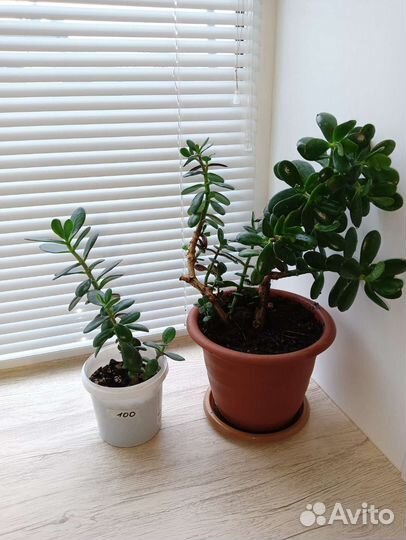 Каланхоэ лечебный и цветущий, столетник, толстянка