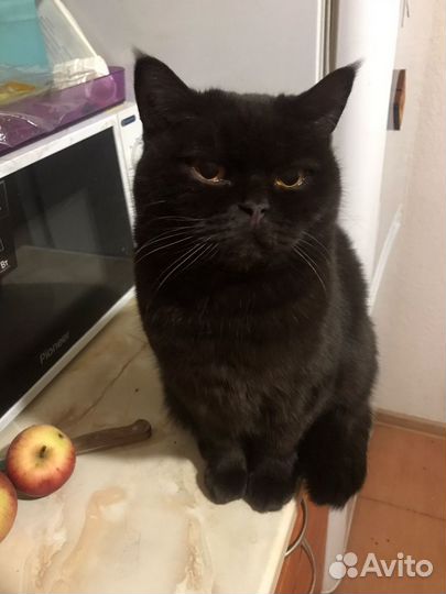 Кошка Ноэль в добрые руки, в дар