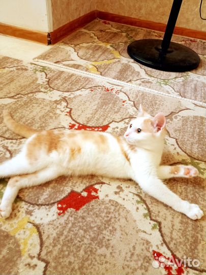 Ласковый снежок ищет добрых и любящих хозяев