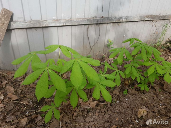 Саженцы каштана