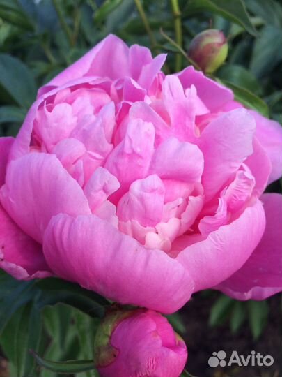 Цветы многолетние/однолетние рассада и семена