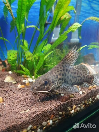 Сом перевертыш