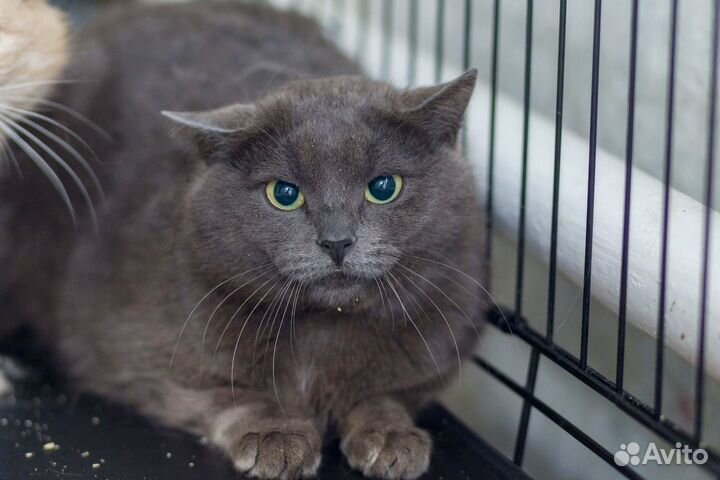 Котик Дымок