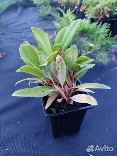 Рододендрон Марианна фон Вайцзеккер