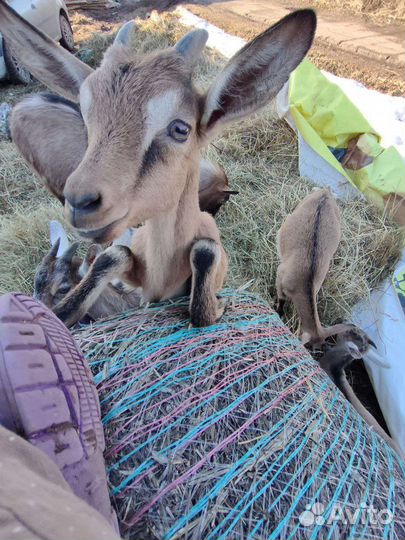 Продам коз, козлят