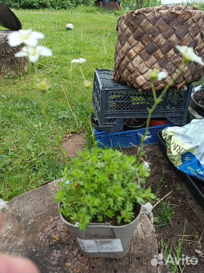 Кактусы редкие зимующие