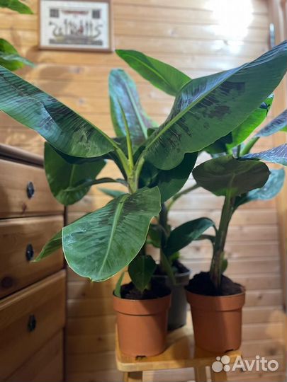 Банан Муса-Банановая пальма D-17/ H-85