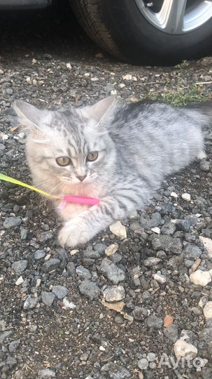 Котенок