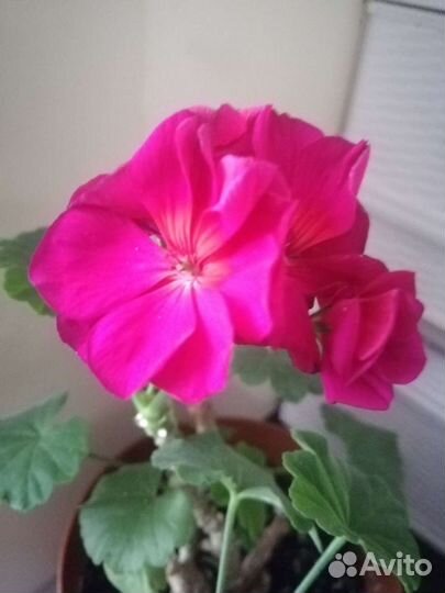 Пеларгония герань