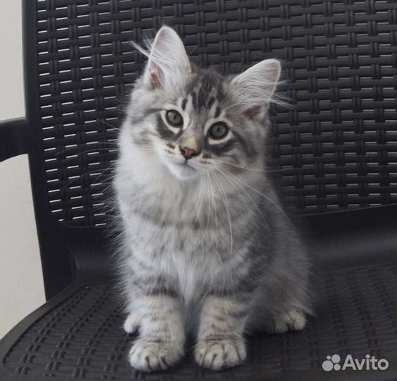 Котик Бальзам моей души