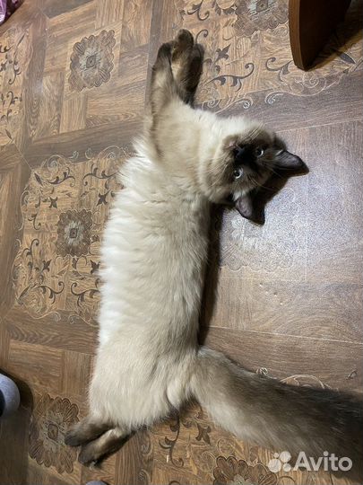 Отдаю кота