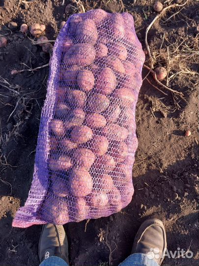 Картофель с доставкой