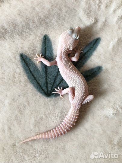 Эублефар super snow diablo