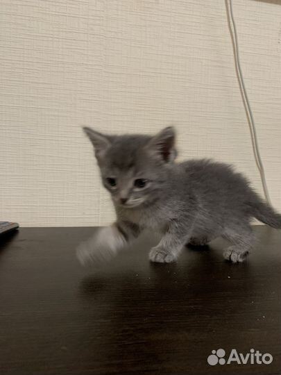 Котята в добрые ручки