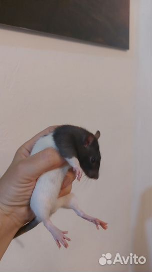 Декоративные крысята (детеныши капюшонной крысы)
