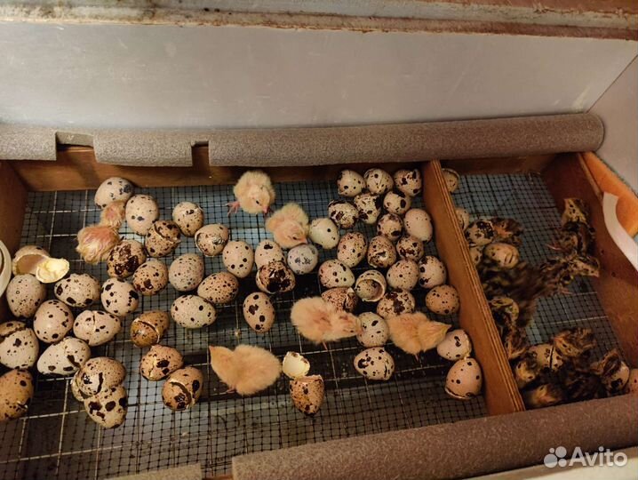 Яйца перепелиные инкубационные