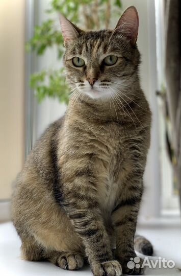 Кошка-ойкакаямурочка Туся в добрые руки