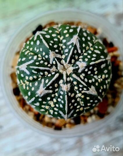 Коллекционные кактусы Астрофитум астериас