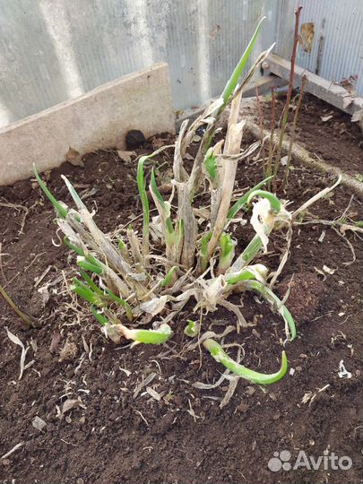 Многолетний лук