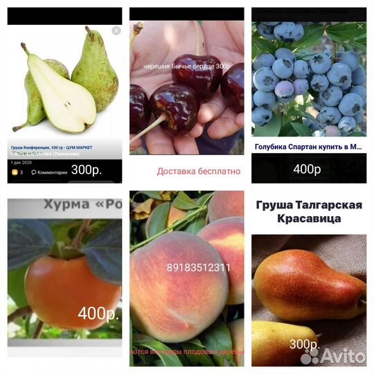 Продаю все виды плодовых деревьев