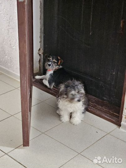 Молодые собачки мелкой породы