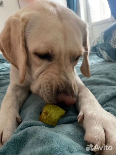 Передержка домашних животных