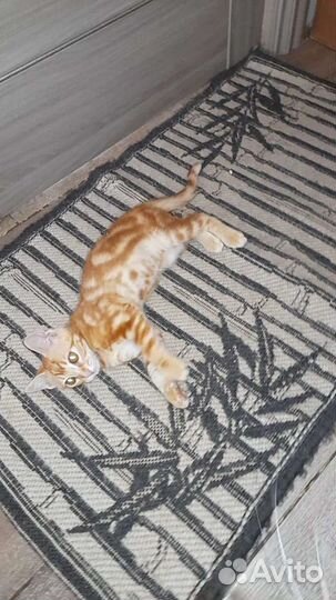 Мальчишка ищет дом