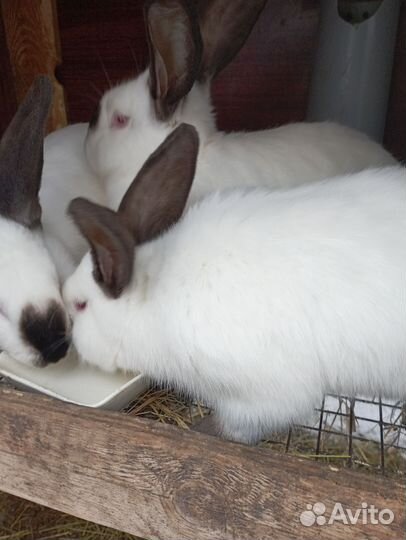 Калифорнийцы