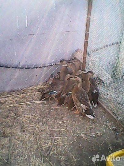 Подсадные утки