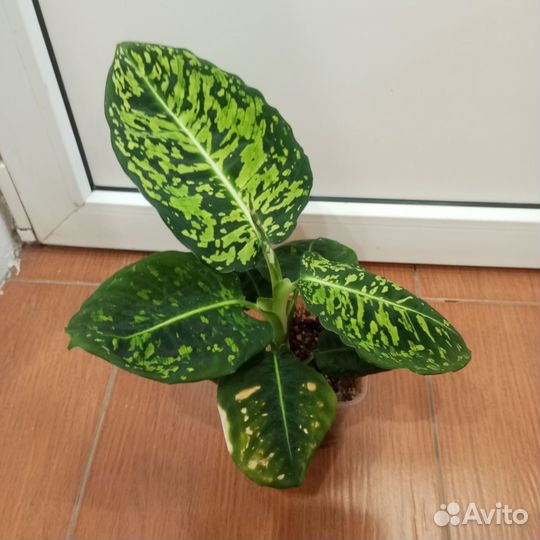 Диффенбахия рефлектор