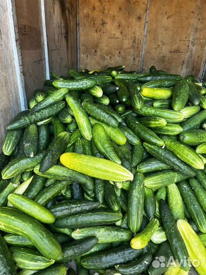 Огурцы свежие