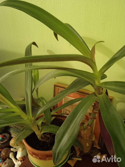 Комнатные цветы