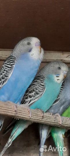 Волнистые попугайчики