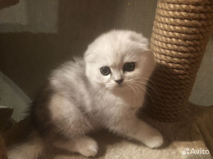 Шотландская