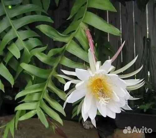 Эпифиллум Марниера