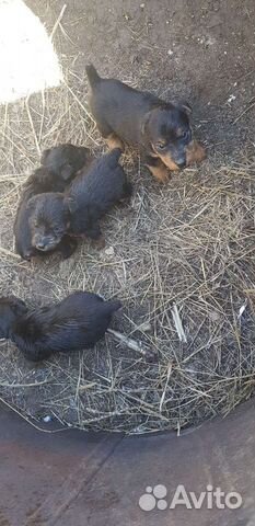 Щенки ягдтерьера купить в Магнитогорске | Животные и зоотовары | Авито