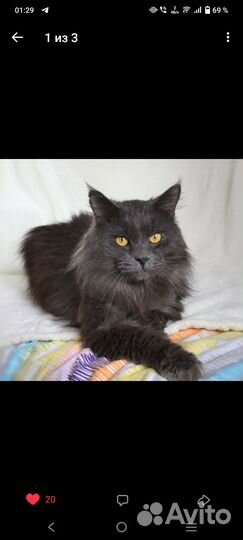 Кошка