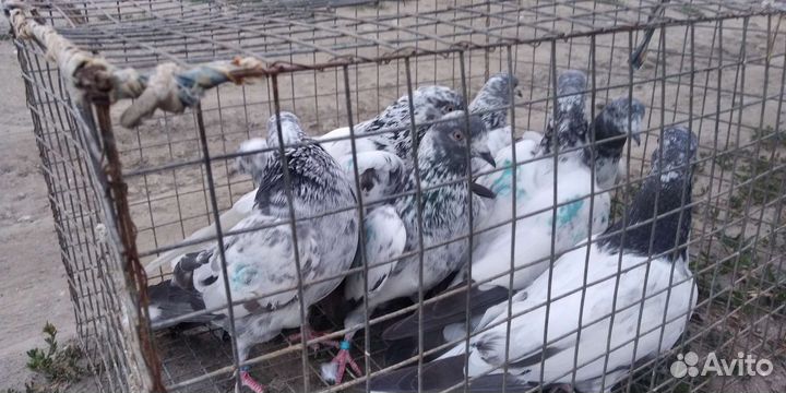 Голуби пакистанцы