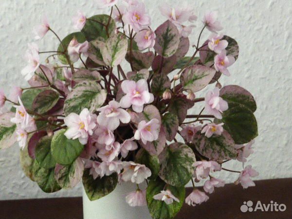 Трейлерные фиалки