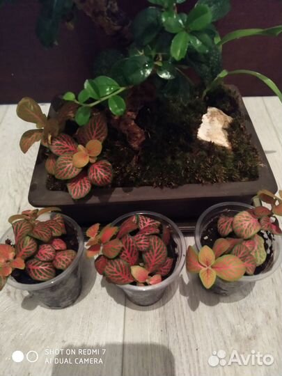 Фиттония, кармона