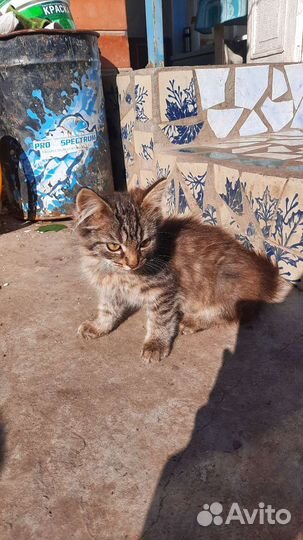 Котята в добрые руки бесплатно