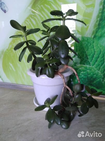 Крассула, толстянка, денежное дерево