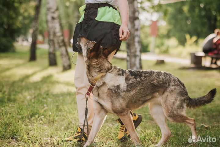 Занятия по дрессировке и воспитанию собак