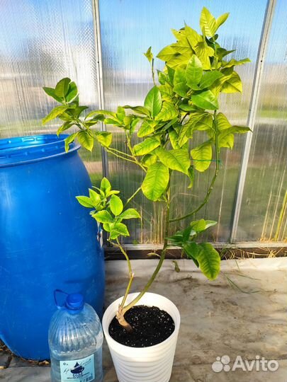 Цитрусовые растения