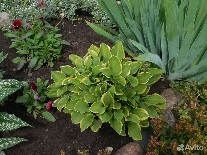 Хоста карликовая - саженцы