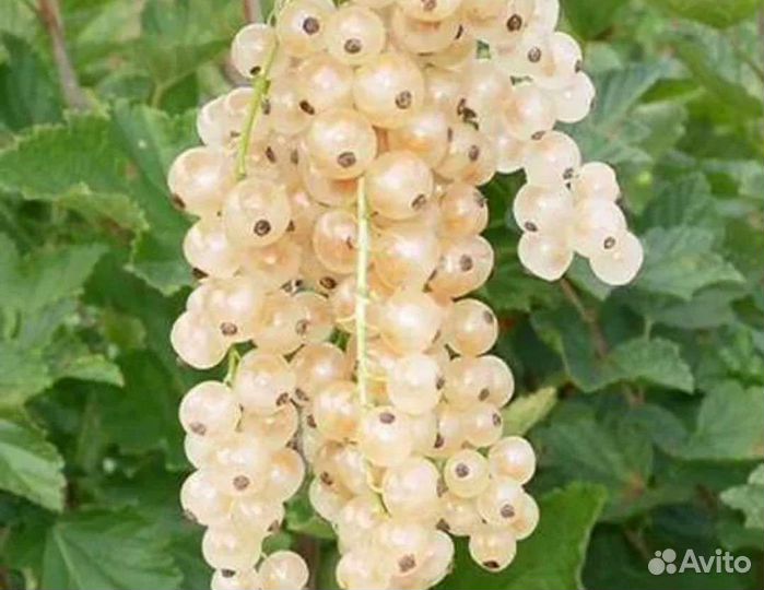 Саженцы черной и белой смородины