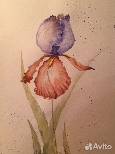 Акварельные картины Ирисы