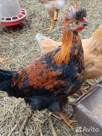 Продаются петухи