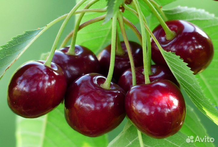 Продам ягоды вишни